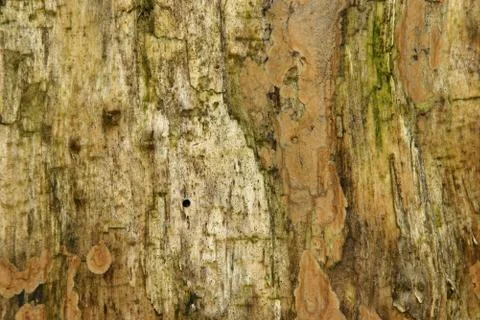 Deadwood Stock Photos