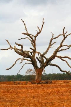 Deadwood Stockfoto's