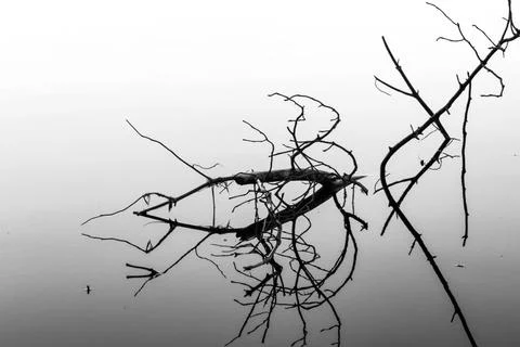 Deadwood Stock Photos