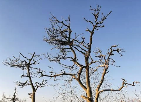 Deadwoods Stock Photos