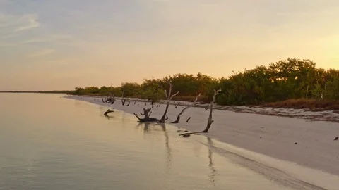 Deadwoods on the shore Mexico Stock Footage 102933403