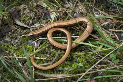 The deaf adder or slowworm or blindworm (Angius fragilis) Stock Photos
