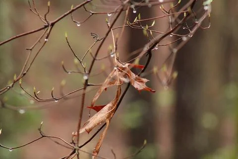 Deaf Leaf close up on a branch Stock Photos