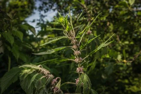 Deaf nettle Stock Photos