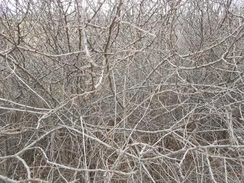 Deaf thickets of shrubs. Texture and background of gray dry branches. Impassa Stock Photos