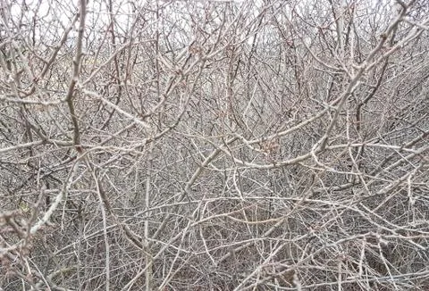 Deaf thickets of shrubs. Texture and background of gray dry branches. Impassa Stock Photos