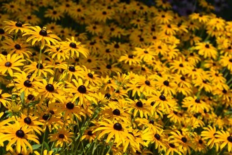 Deams coneflower Stock Photos
