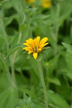 Deams coneflower Stock Photos
