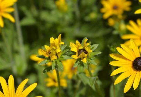 Deams coneflower Stock Photos