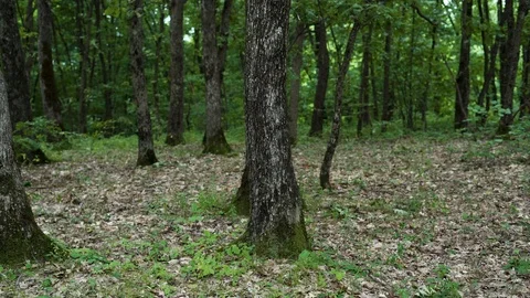 Deap oak forest and dried leaves Stock Footage 114772828