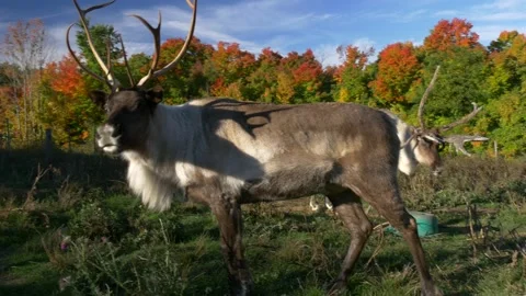 Dear at fall season Stock Footage 159092095