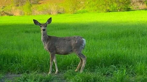 Dear in green field Stock Footage 194731109