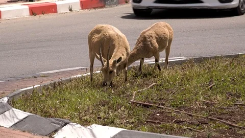 Dear in the middle of the road Mitzpe Ramon israel Stock-Footage 107865255