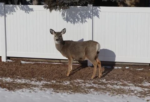 A dear standing in the ditch looking at the camera. Foto stock