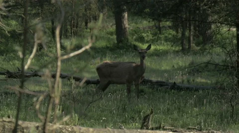 Dear walking and looking in forrest heat distortion ULTRA HD 4K Stock Footage 51780512