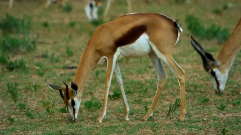 Dears Eating Grass And Walking in Jungle Stock Footage 116015905