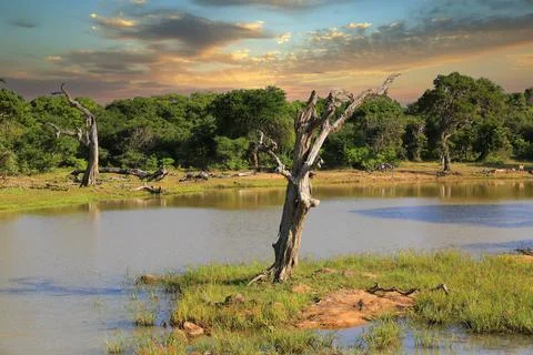 Deat forest on bog Stock Photos
