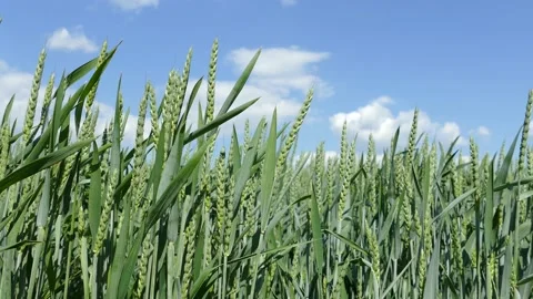 Deatail view of golden common wheat (Triticum aestivum) field on cloudy blue sky Stock-Footage 157132279