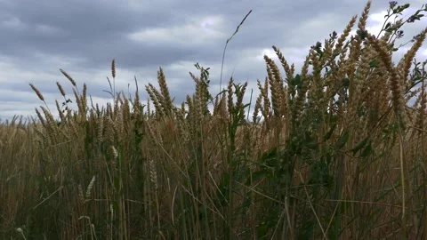 Deatail view of golden common wheat (Triticum aestivum) field on cloudy blue sky Stock Footage 157832052
