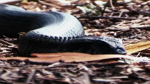 Death Adder Stock Footage 244698907