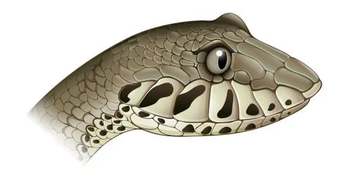 Death adder 스톡 일러스트