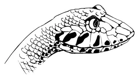 Death Adder 스톡 일러스트