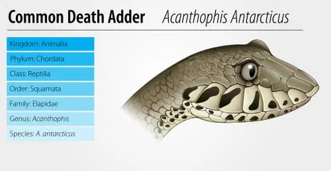 Death Adder Stock Illustration
