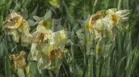 Death and Dissolution Birth and Death Change and Impermanence 動画素材 50585301