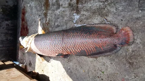 Death Arapaima fish. She jump out of the aquarium while water changing Stock Footage 201851033