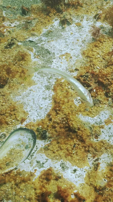 Death of Big-scale Sand Smelt on seabed with layer of decaying benthic organism Stock-Footage 338022649