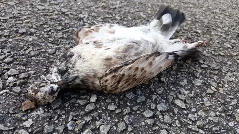 A death bird, hawk, or pigeon on the tar road. shoot with blurry background Stock Footage 202249094