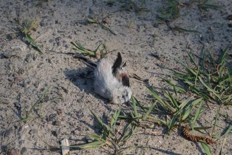 Death bird Stock Photos