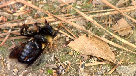 The Death of a Bumble Bee Stock Footage 105229114