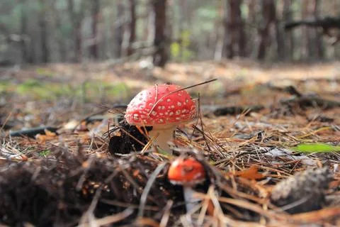 The death cap, mushroom Stock Photos