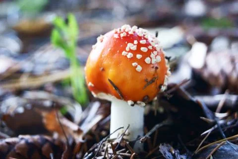 Death cap Stock Photos