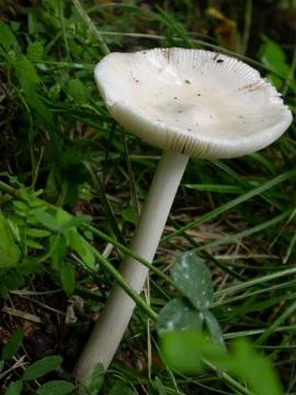 Death cap Stock Photos