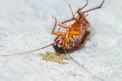 Death cockroach Stock Photos
