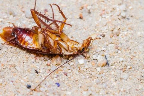 Death cockroach Stock Photos