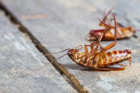Death cockroach Stock Photos