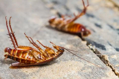 Death cockroach Stock-Fotos