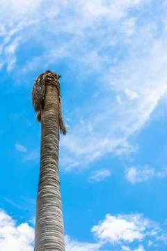Death coconut tree on light blue sky Stock Photos