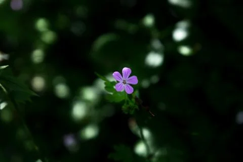 Death come quickly 스톡 사진