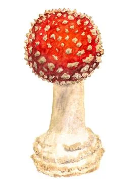 Death cup mushroom Stock Illustration