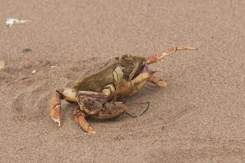 Death of a decapod. Stock Photos