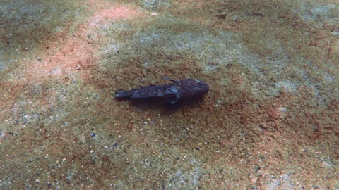 Death fish in hypoxic zone (or dead zone) during algal blooms on seabed Vidéo 314206984