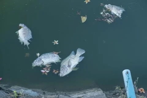 Death fish Foto stock