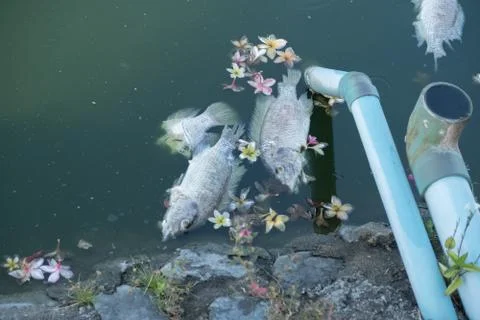 Death fish Stock Photos