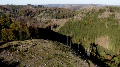 A death forest from above video Stockbeeldmateriaal 253406140