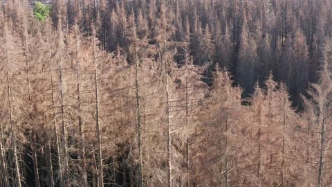 A death forest from bark beetle plague from above filmed in 4k Stock-Footage 138938129