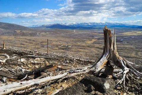 Death of a forest Stock Photos